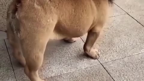 🤣Funny dog video