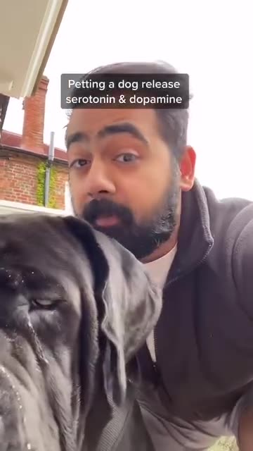 What having a dog, does to your brain