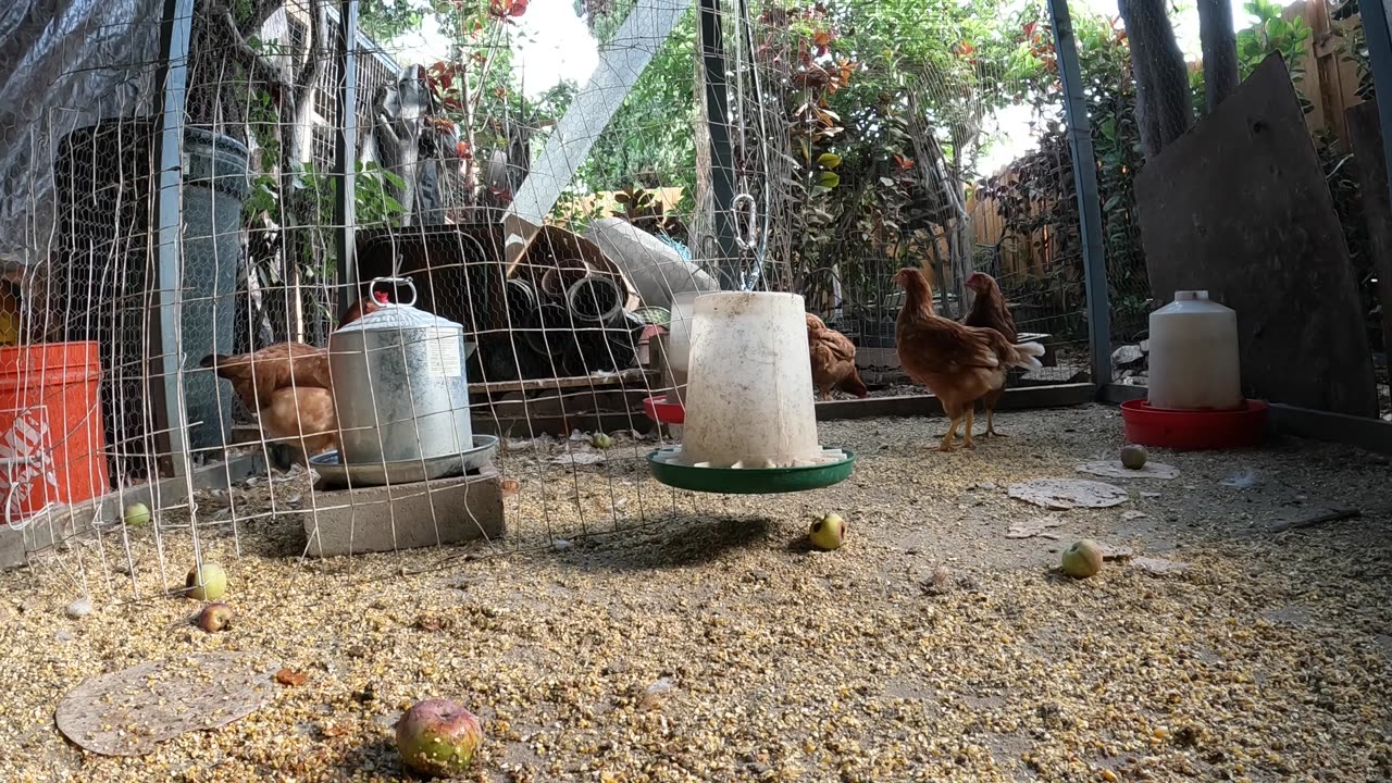 Backyard Chickens In the Morning Fun Sounds Noises Hens Clucking Roosters Crowing!