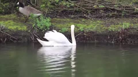 Beautiful Bird Moment