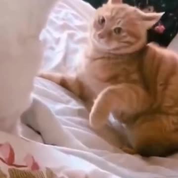 Funny & cute cat dog life - Best of the 2021 #shorts #naughtycat