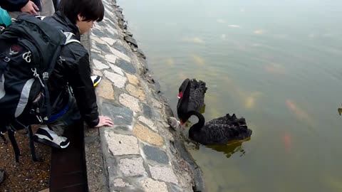 Baby black swan tries to run away from his family, it seems all the world are against him