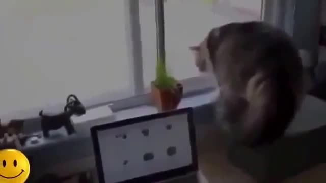 Cute Cat Window Got Heart Attack by Kittens Wait for it...