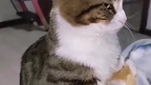 What's the funniest thing your cat has ever done