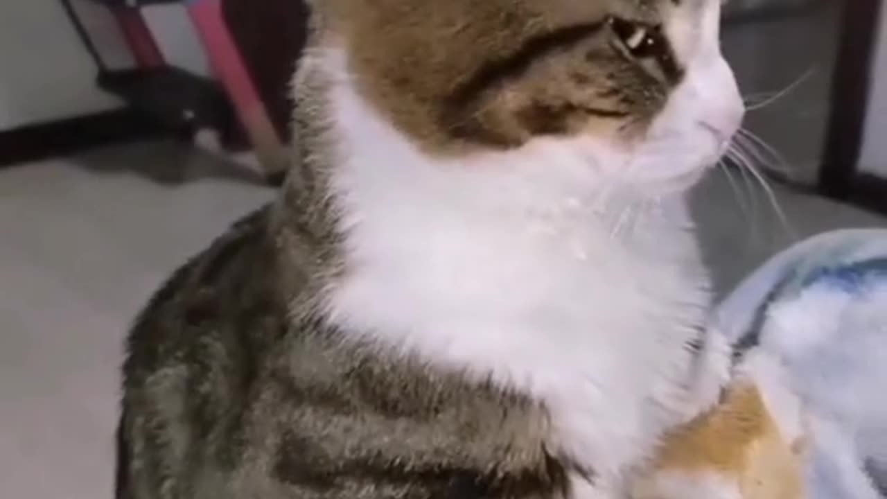 What's the funniest thing your cat has ever done