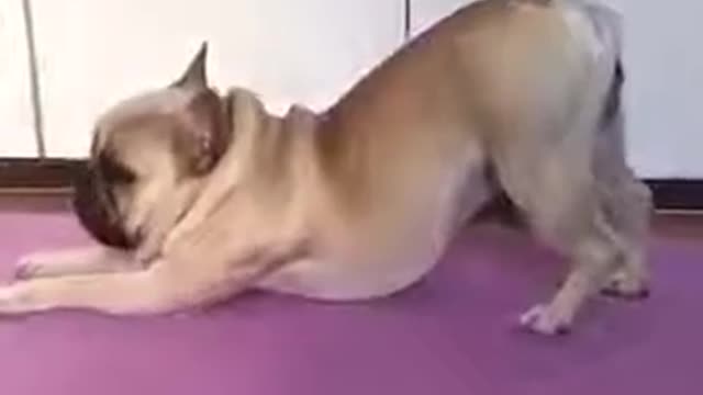 Funny Pug Dog Doing Yoga Training