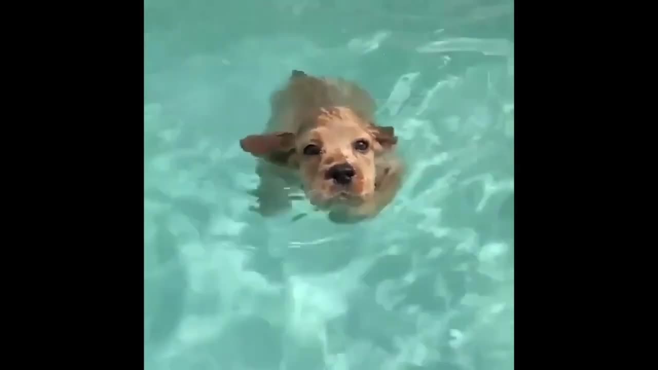 "Funny Animals Compilation 😂 | Dog Eyebrows, Milk-Drinking Rats, and Swimming Shenanigans!"