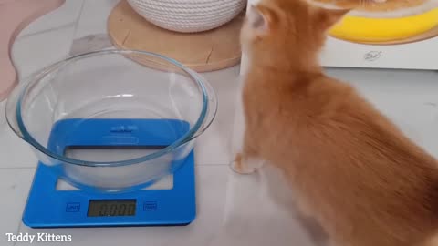 Kitten Leo controls his weight 😂