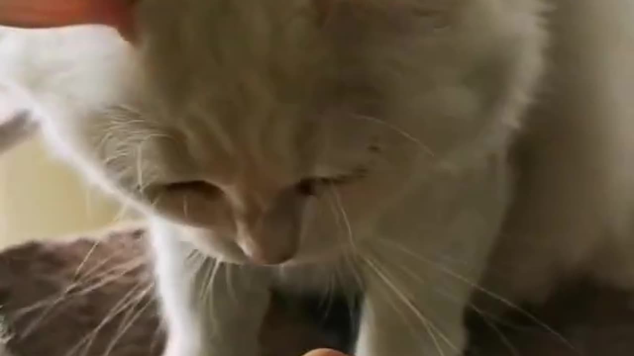 WATCH A FRIENDLY FUNNY CAT, SHORT VIDEO