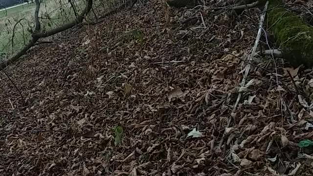 Psalm 18 Revised Standard I love you Lord my strength