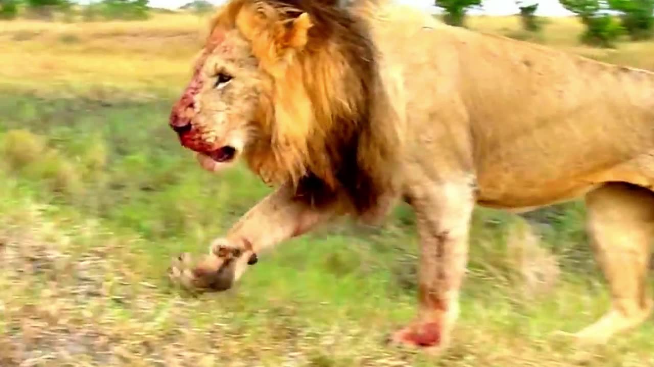 Cheetah VS Lions - Cheetah Fighting lions to protect her cubs - Real fights PART 1