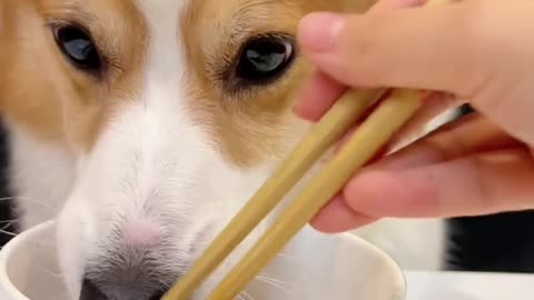 Corgi is the cutest dog eating 1 (15)