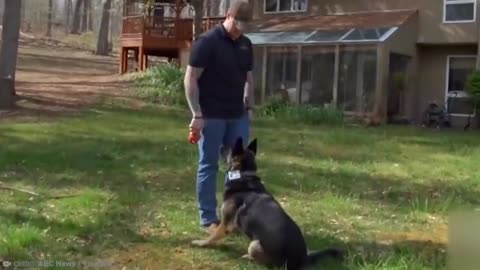 Obedient Puppy