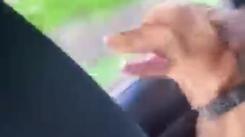 Funny animals videos 😻😹😹😅🤣#funnycats