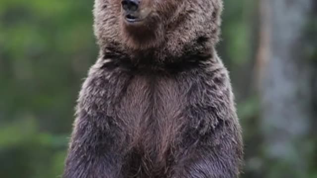 Mommy bear with her cub 😍🐻