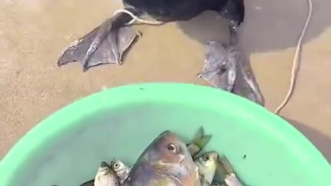Greedy Bird