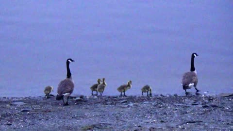 Canada Geese Family