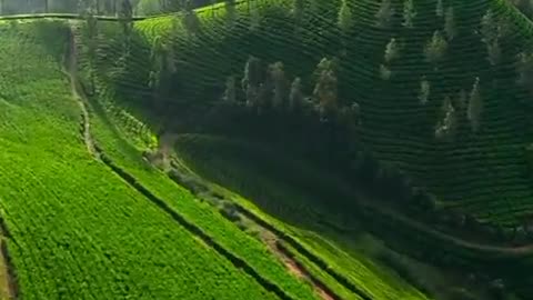 Endless, boundless, limitless 💚🌱