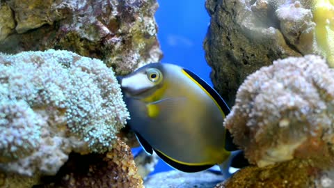 Beautiful fish