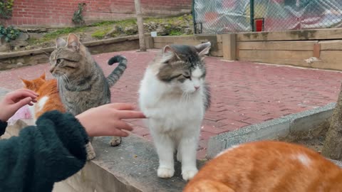 She is my favorite cats