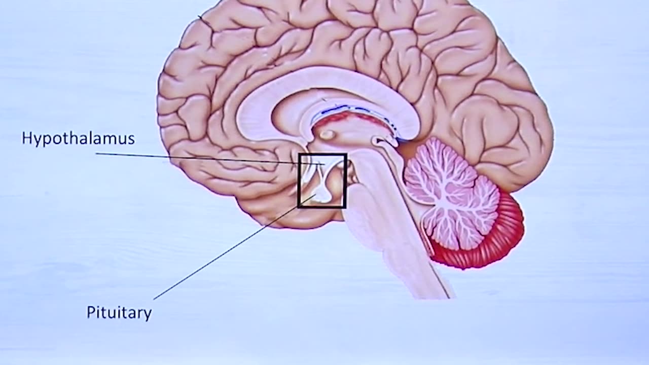 Pituitary Glad and Your Hormones