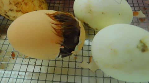 Watching A Baby Chick Hatch