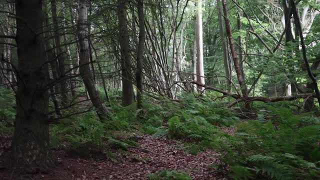 Cooking a Full English Breakfast in the Woods Cast Iron Cook Up