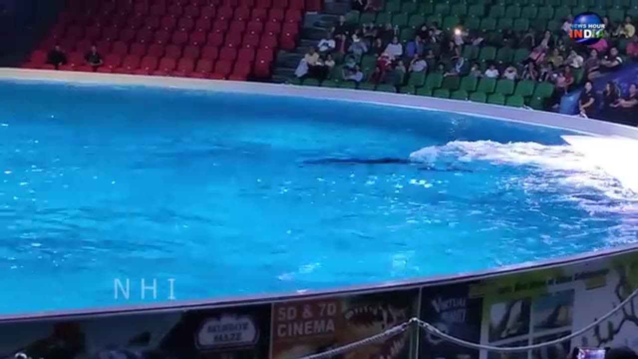 What Dolphin is capable of