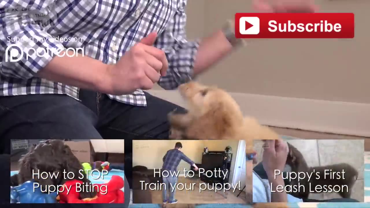 3 Easy Things to Teach your NEW PUPPY!