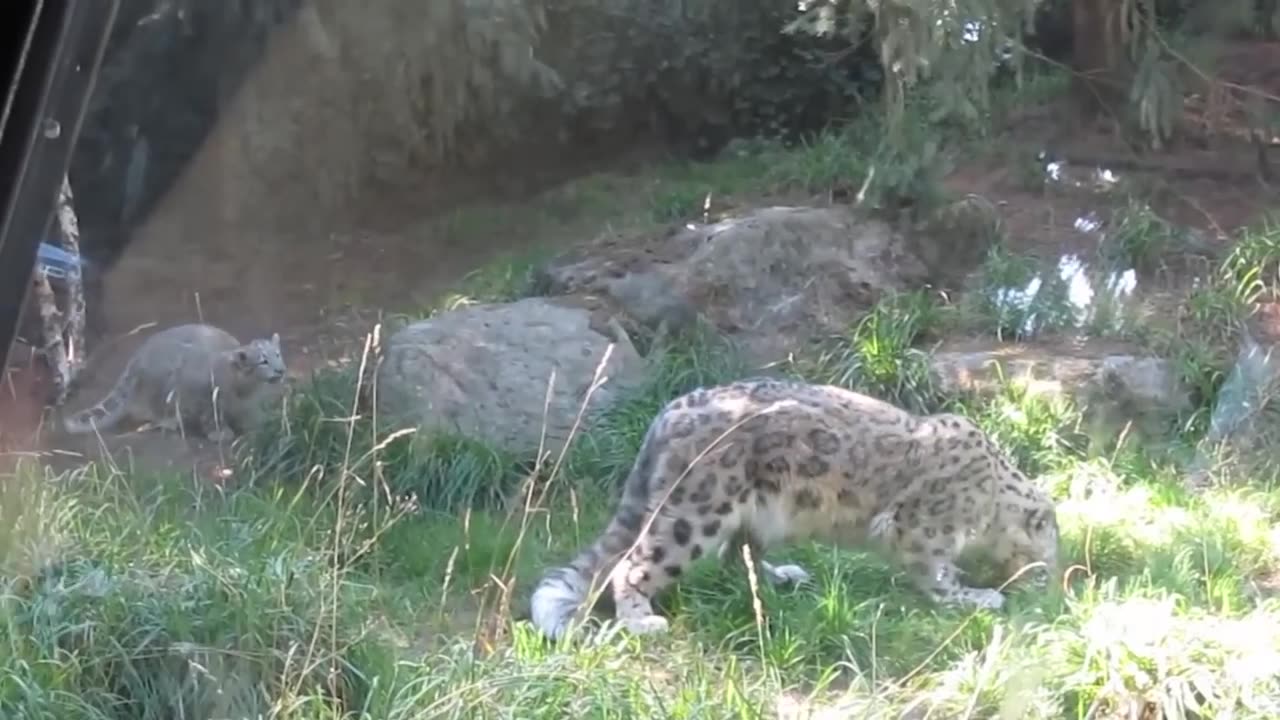 60 interesting Animal Moments Caught On Camera