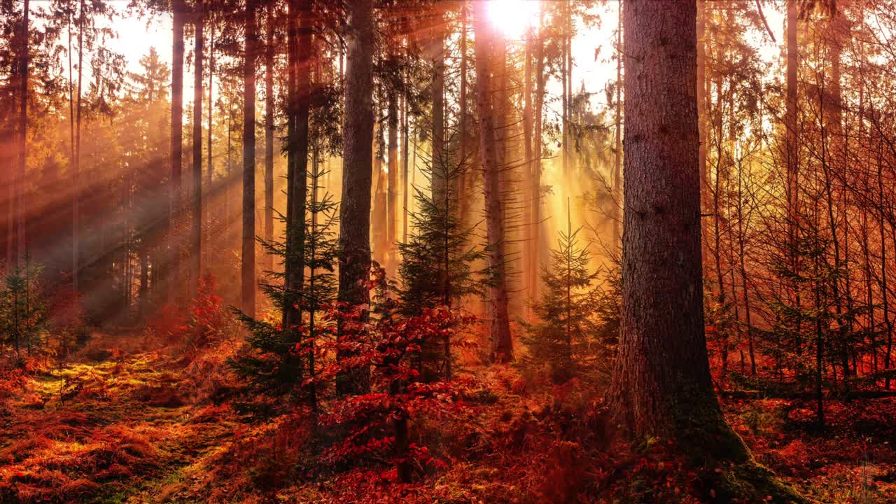 Autumn Leaves Falling In Forest With Sunrays