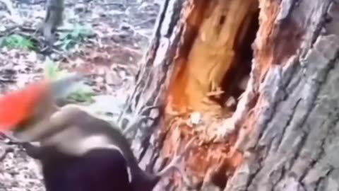 Funny animal video 🤣🤣