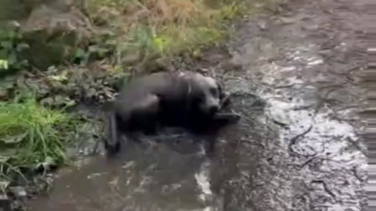 Chocolate Goes Mud Snorkeling 😜