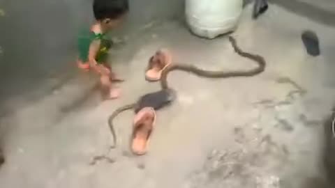 Small kid playing with snake😲😱