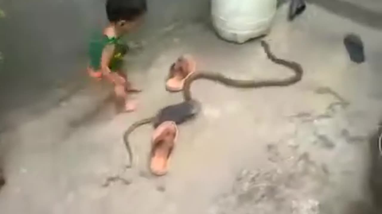 Small kid playing with snake😲😱