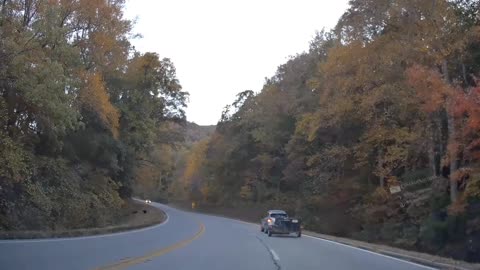 Bears crossing road