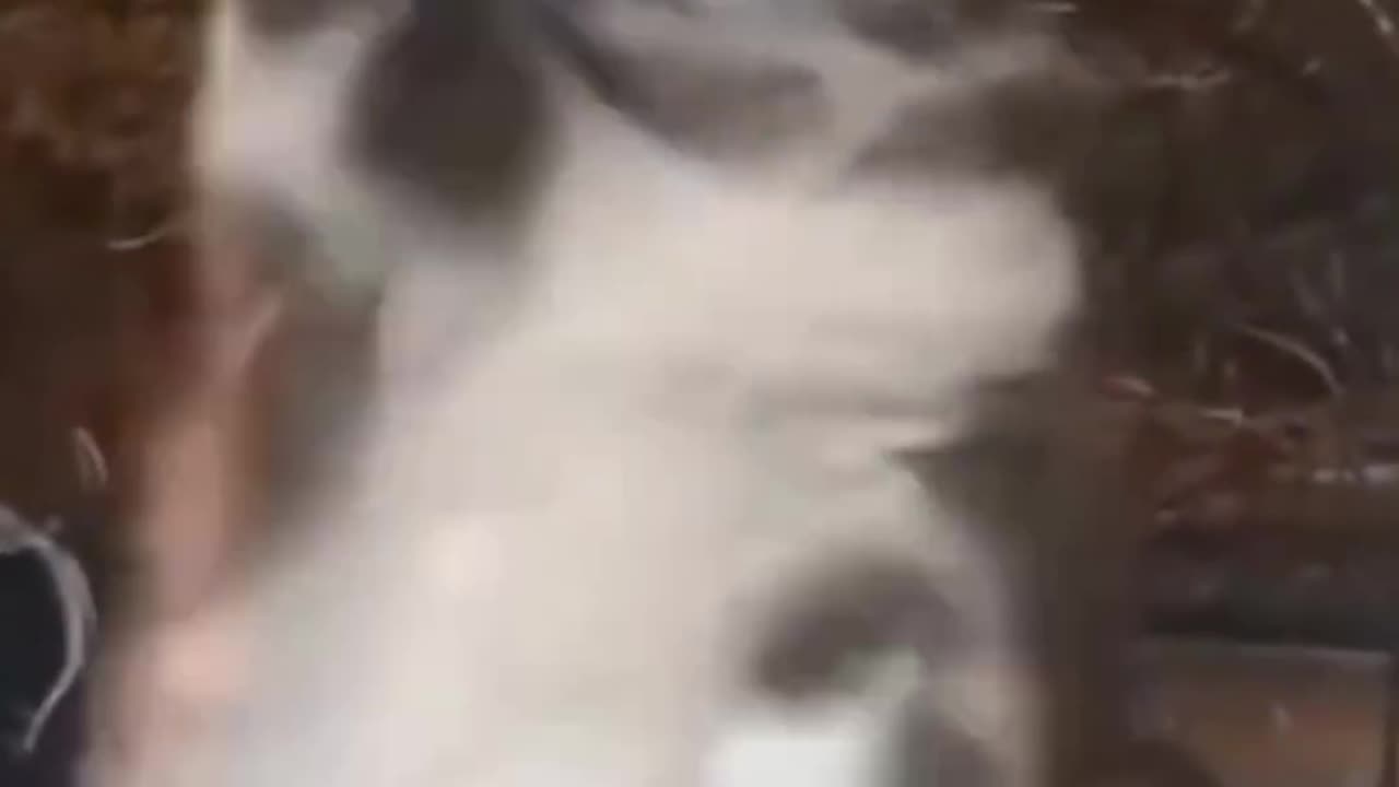 🐈😺