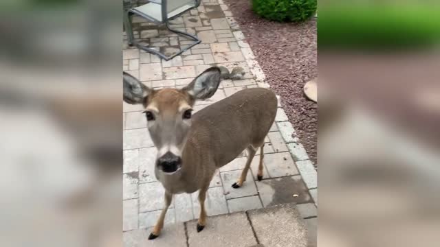 Funny reindeer in the backyard