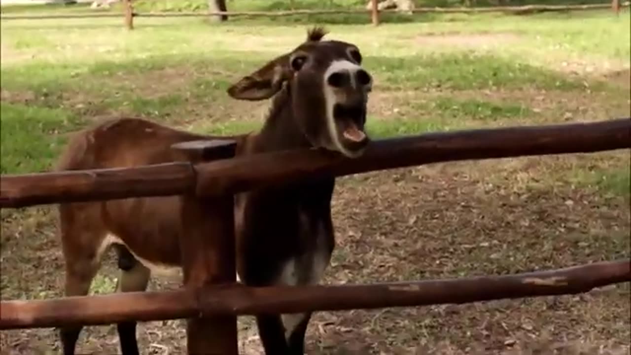 Crazy donkeys