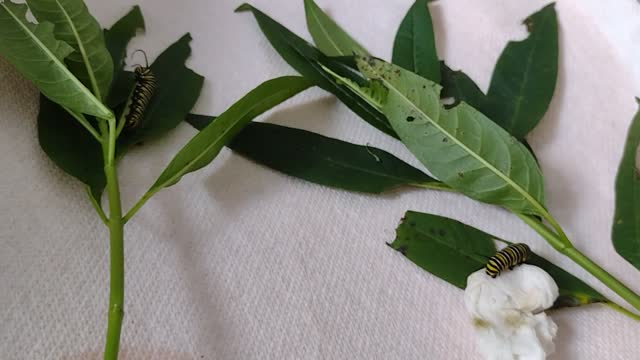 Monarch butterfly update 11 26 2022