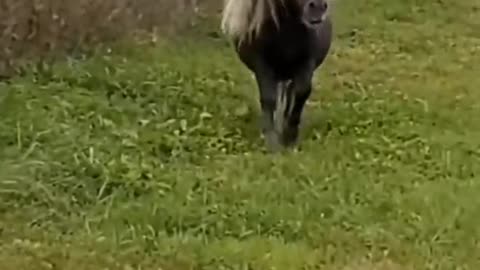 Little horses are lovely👏🏼👏🏼👏🏼