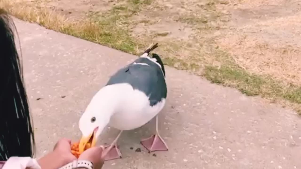 "Friendly Seagull Delights Visitors by Eating Nuts"