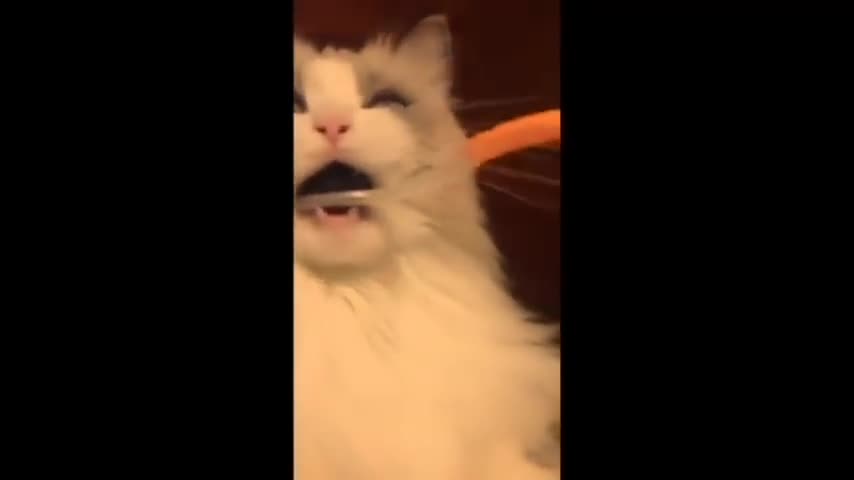 Cat 😸 + toothbrush blow your mind😲😱🤯