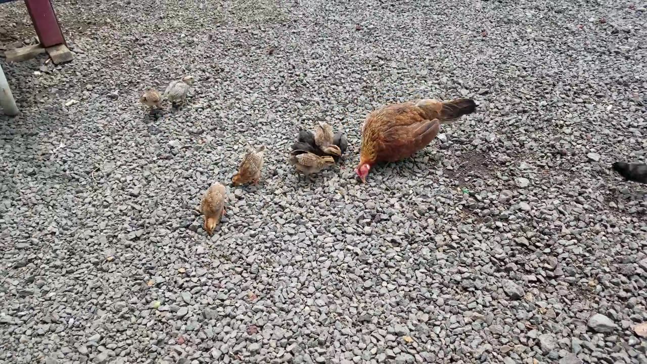 Chickens on Kauai