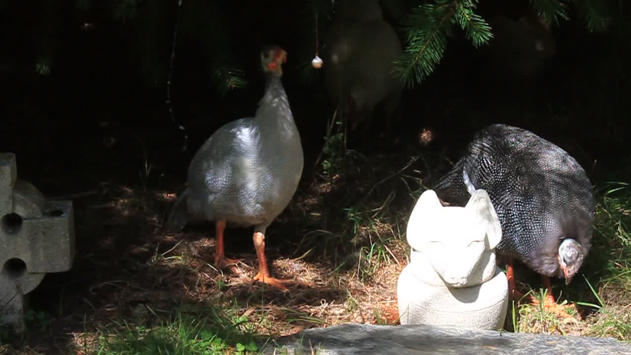 Baby Guinea Fowl playing with a Bell in a Tree