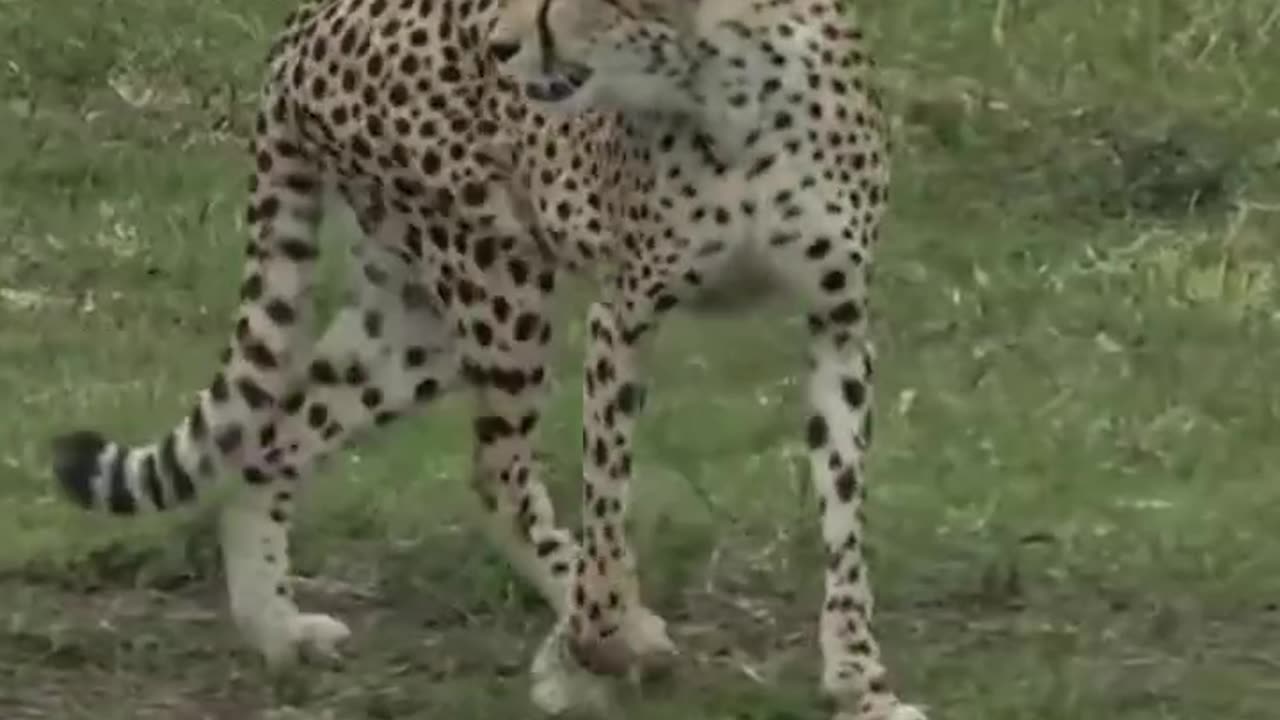 Crocodile Hunt Cheetah