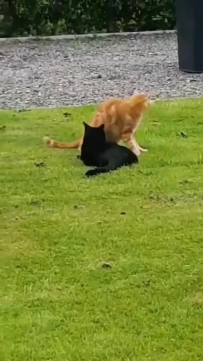 #shorts #hot #sexy #tiktok #viral #booty #butt #fyp #trending