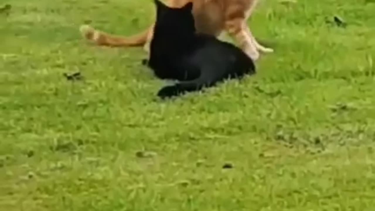 #shorts #hot #sexy #tiktok #viral #booty #butt #fyp #trending