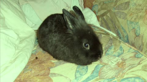 Belki De - Asik Mahzni Serif