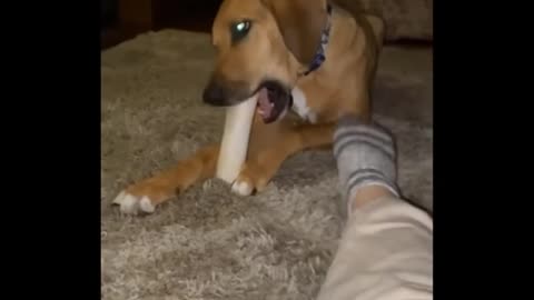 Funny moment dogs video